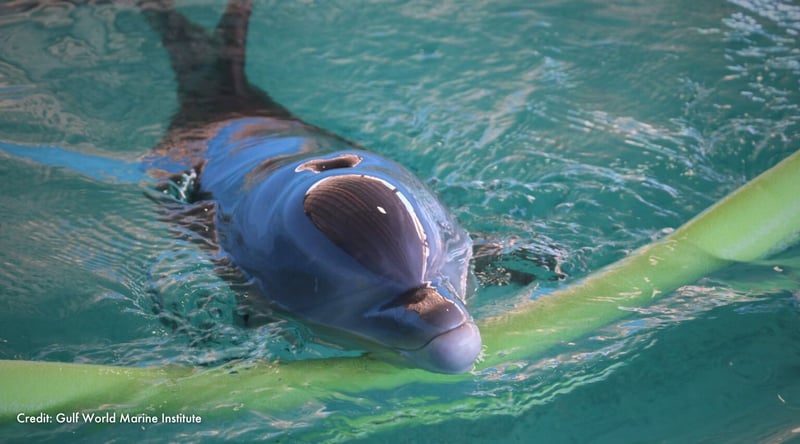 Samira the Dolphin | Credit: Gulf World Marine Institute