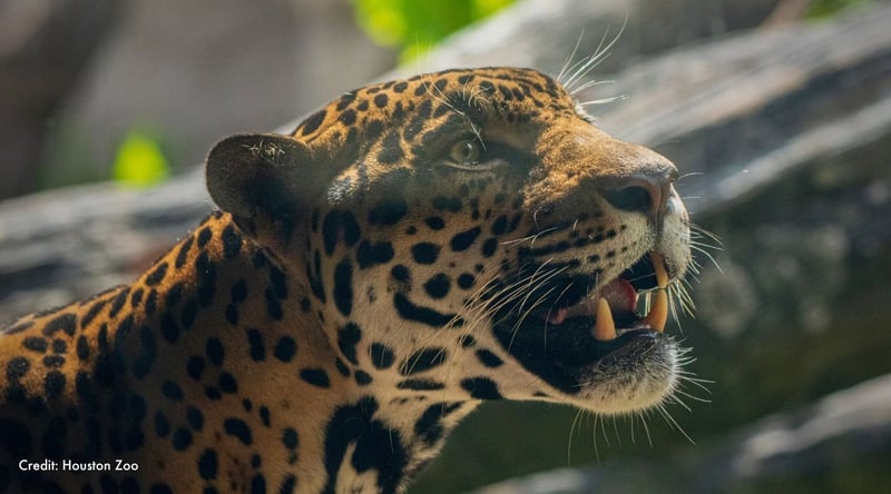 Tesoro looks to the right with mouth open. Credit: Houston Zoo