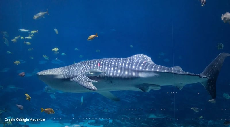 Toroko swims among fish in the tank. Credit: Georgia Aquarium.