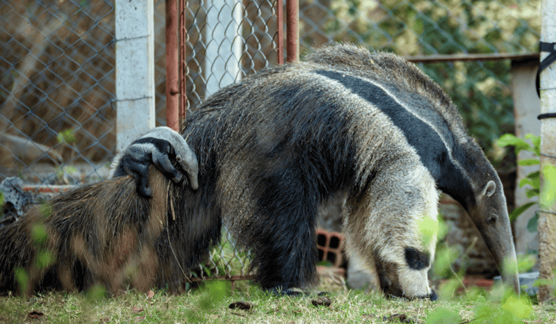 Cecilia the anteater with her baby.