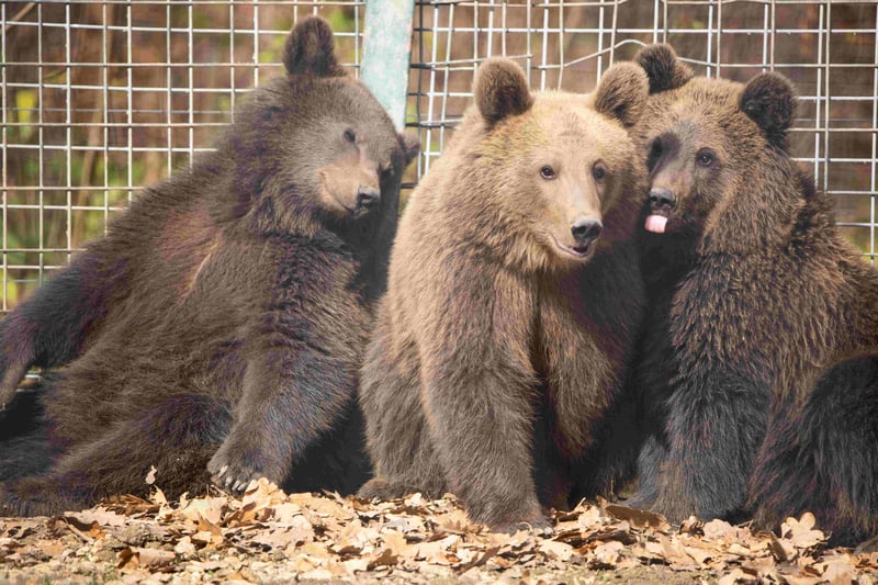 Three bears hanging out together on the ground.