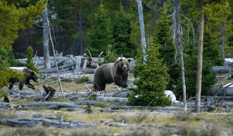 Two grizzly bears amongst trees in a park.