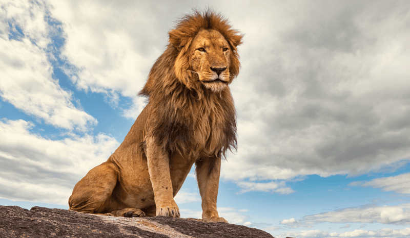 A lion in the wild looking majestic.
