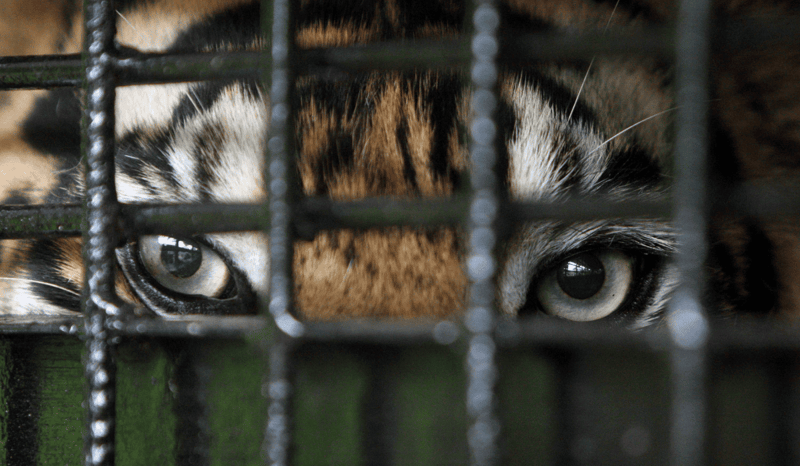 A close-up of a tiger in a cage.