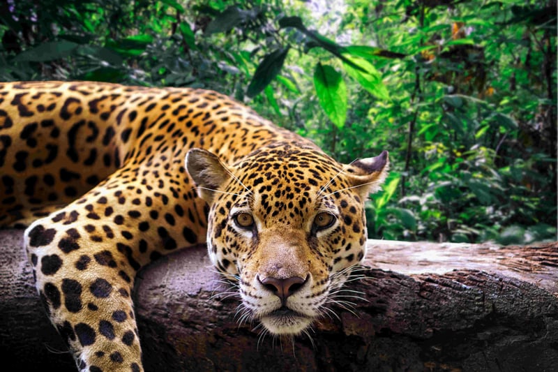 A jaguar resting on a tree log in the jungle, looking at the camera.