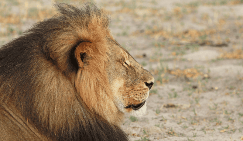 Cecil the lion.