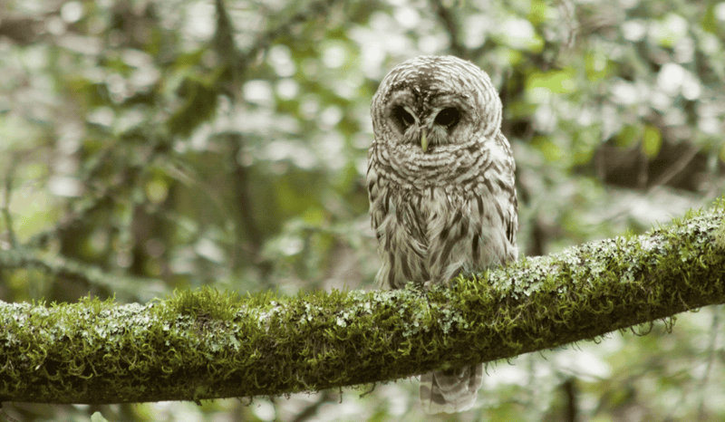 A California spotted owl perched on a mossy branch in the forest.