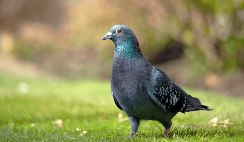 A pigeon in the sun in the grass.