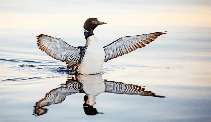 A loon flapping their wings in the water.