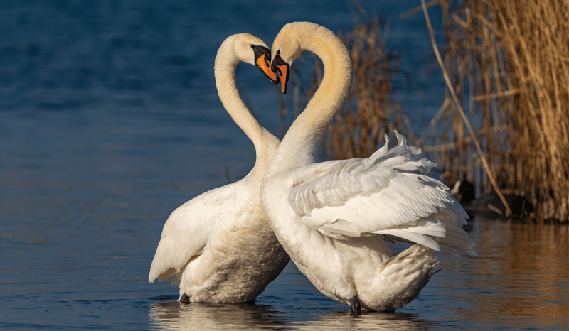 Two swans resting their necks on each other to form a heart shape.