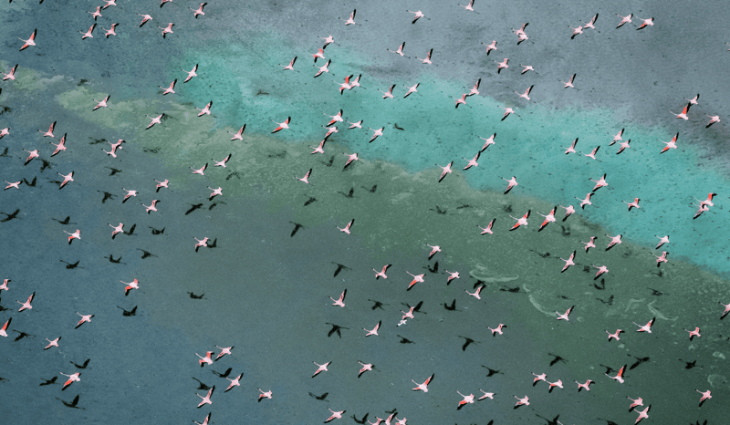 A collection of birds in migration, flying over a lake.