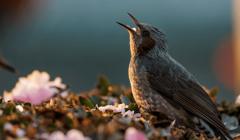 A bird singing in the wild.