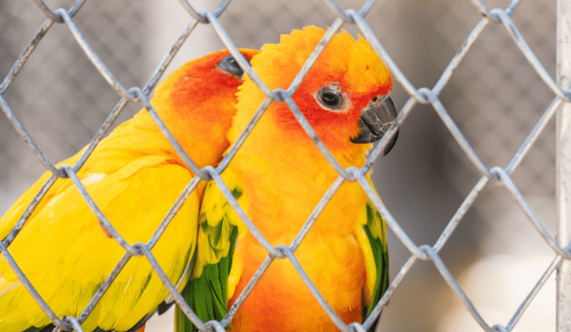 Two birds nuzzling each other in a cage.