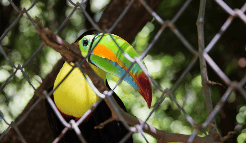 A toucan in a cage at a zoo.