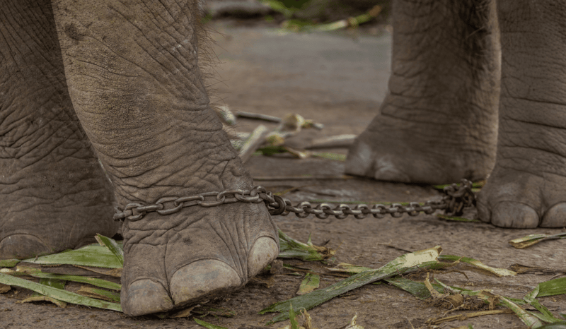 A close-up shot of an elephant's legs in chains.