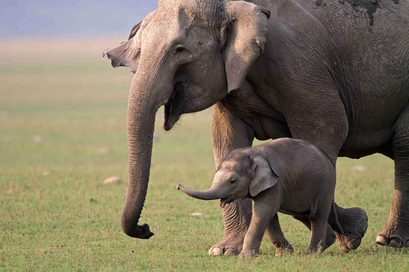 A mother elephant and her baby walking together in the wild.