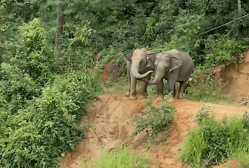 Elephants Mae GohGae and her daughter Mayura at ChangChill elephant sanctuary in Thailand.