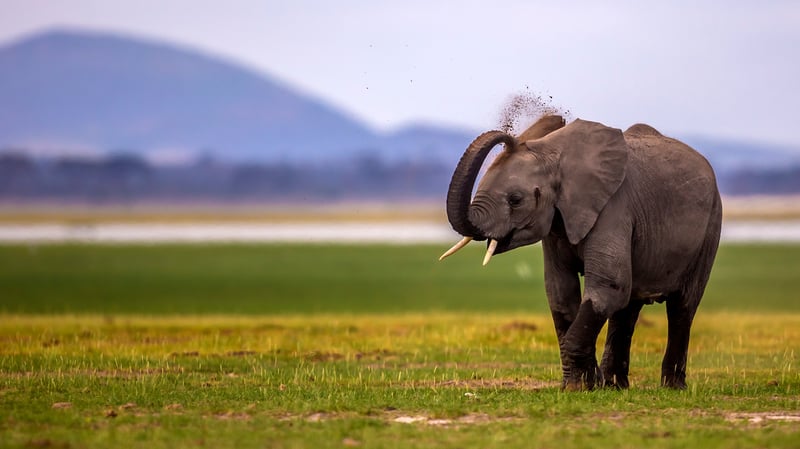 An elephant spraying with their trunk.