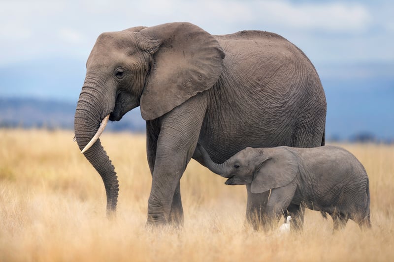 A mother elephant with her baby elephant.