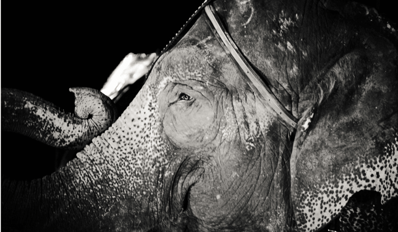 A black and white image of a circus elephant.