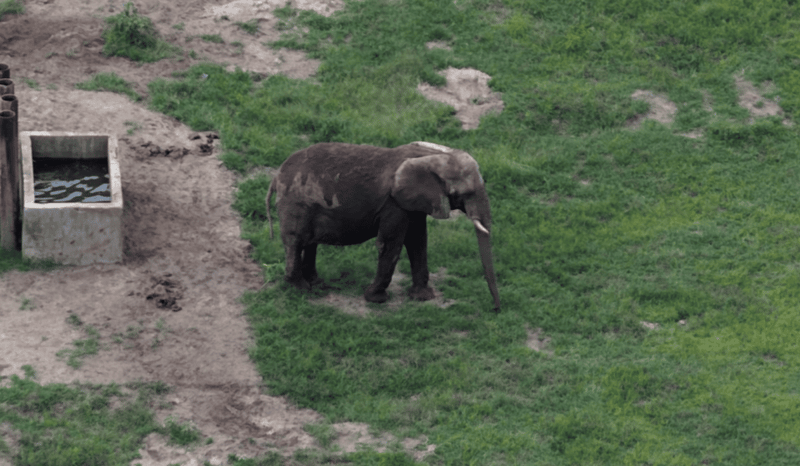 Joyce in her enclosure at Six Flags, captured via drone.
