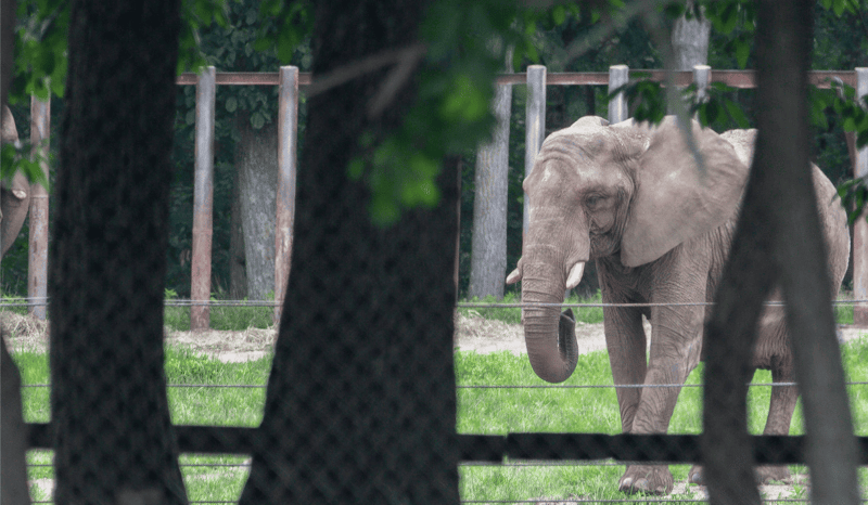 Joyce in her enclosure at Six Flags 2025.