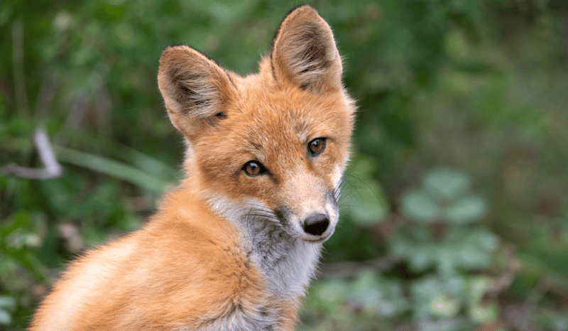 A fox in the wild looking into the camera.