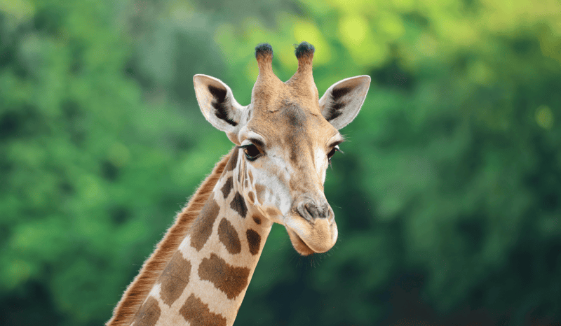 A close-up photo of a giraffe with greenery in the background.