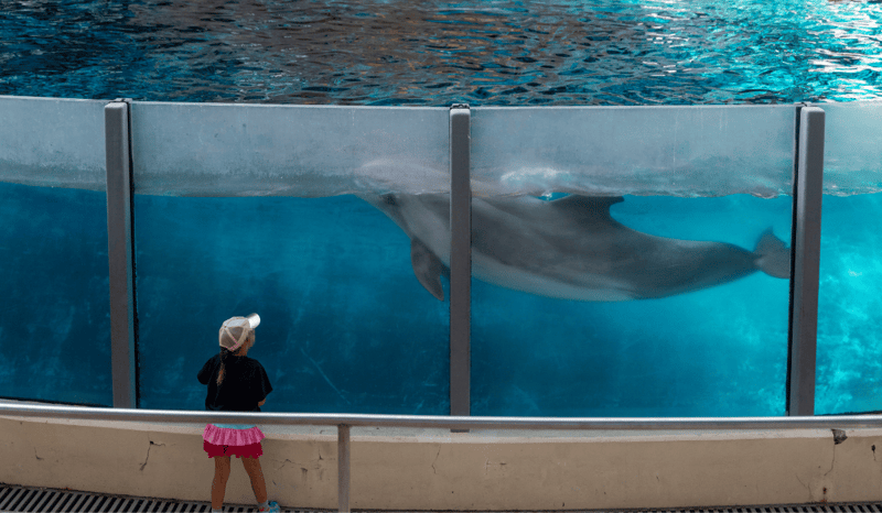 A captive dolphin in a tank at a marine mammal entertainment venue, with a young child watching.