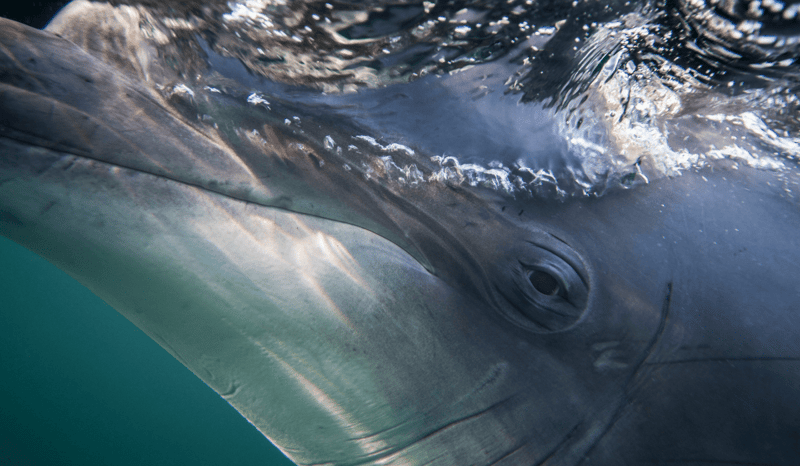 A close-up of a dolphin swimming in the water.