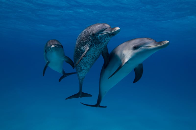 Three dolphins in the ocean looking at the camera.