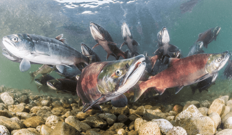 A group of salmon swimming together underwater.