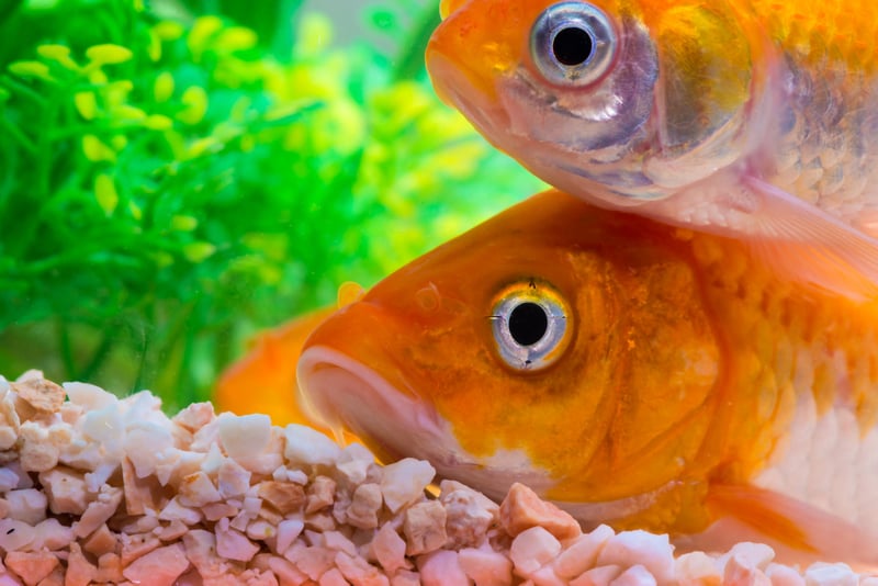 Two orange goldfish