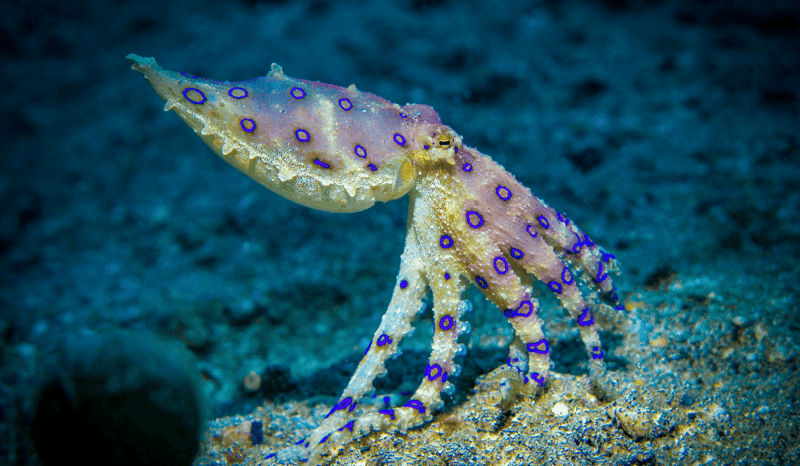 A blue-ringed octopus in the ocean.