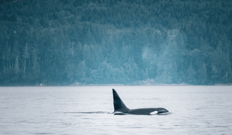 An orca swimming in the wild in the waters near Canada.