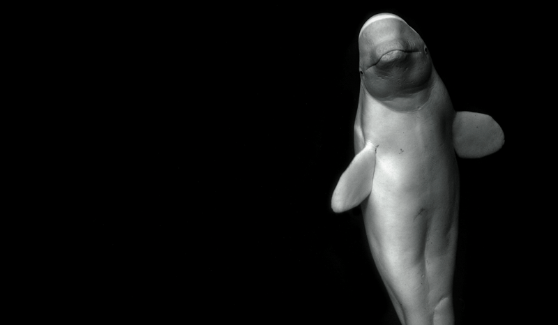 A beluga whale with a black background.