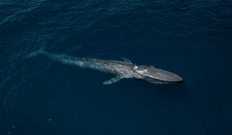 A blue whale swimming in the ocean.