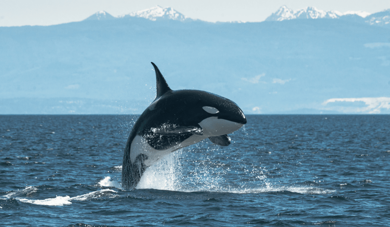 An orca jumping out of the water with mountains in the background.