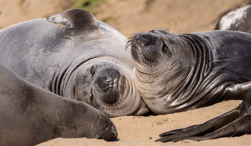 Elephant seals at California's Año Nuevo State Park.