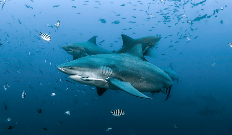 Bull sharks swimming together in the ocean.