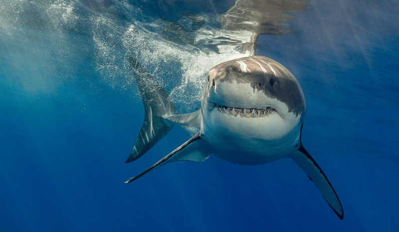 A great white shark swimming in the ocean, looking at the camera.