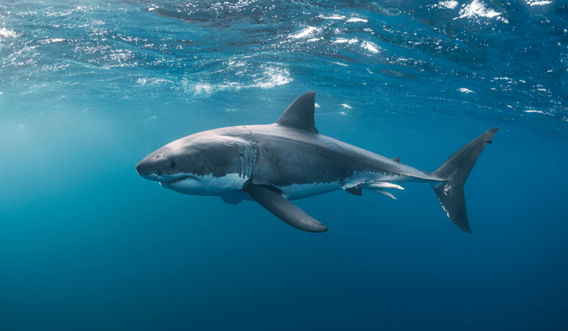 A great white shark swimming in the ocean.