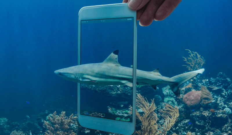 A graphic designed image of a shark swimming in the ocean, with an iPhone overlayed on top.