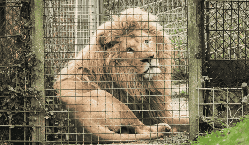 Mannie the lion waiting to be released to a sanctuary.