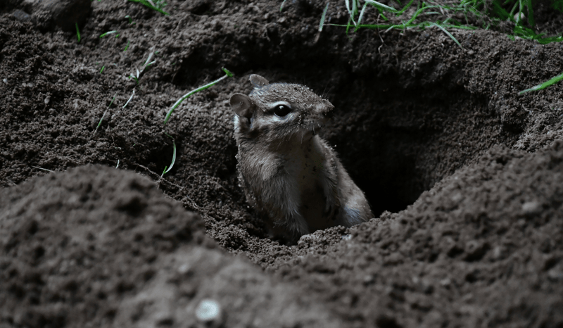 A chipmunk in a dirt hole in the ground.
