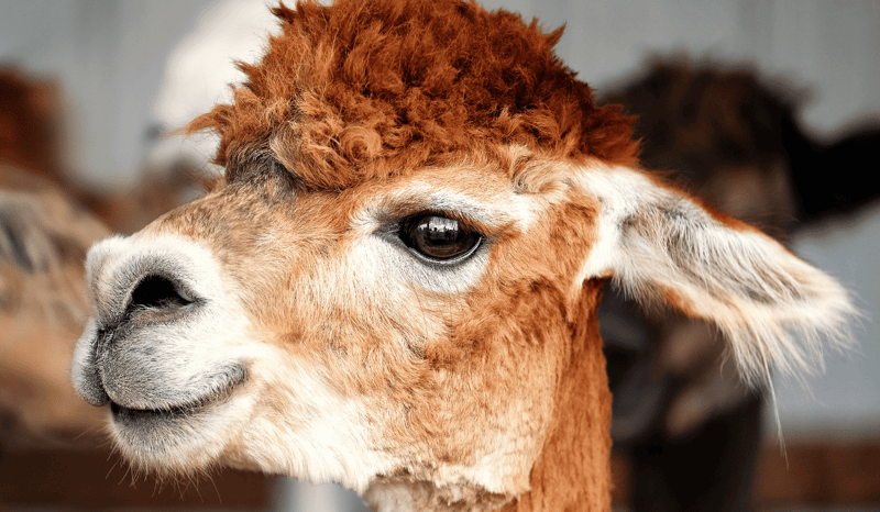 A close-up of an alpaca.