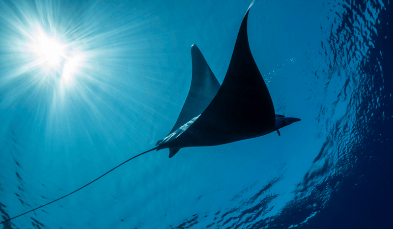 A large manta ray swimming through the ocean.