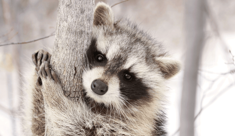 A raccoon clinging to a snowy winter branch.