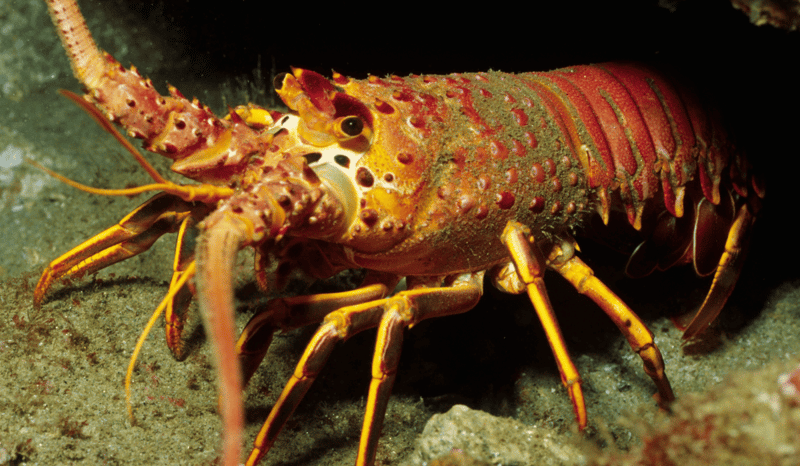 A lobster underwater in the ocean.