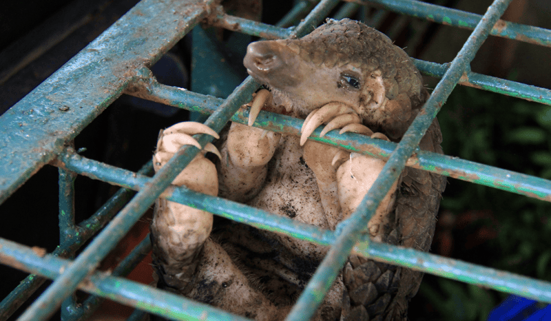 A pangolin in a cage, gripping on the bars of the cage.